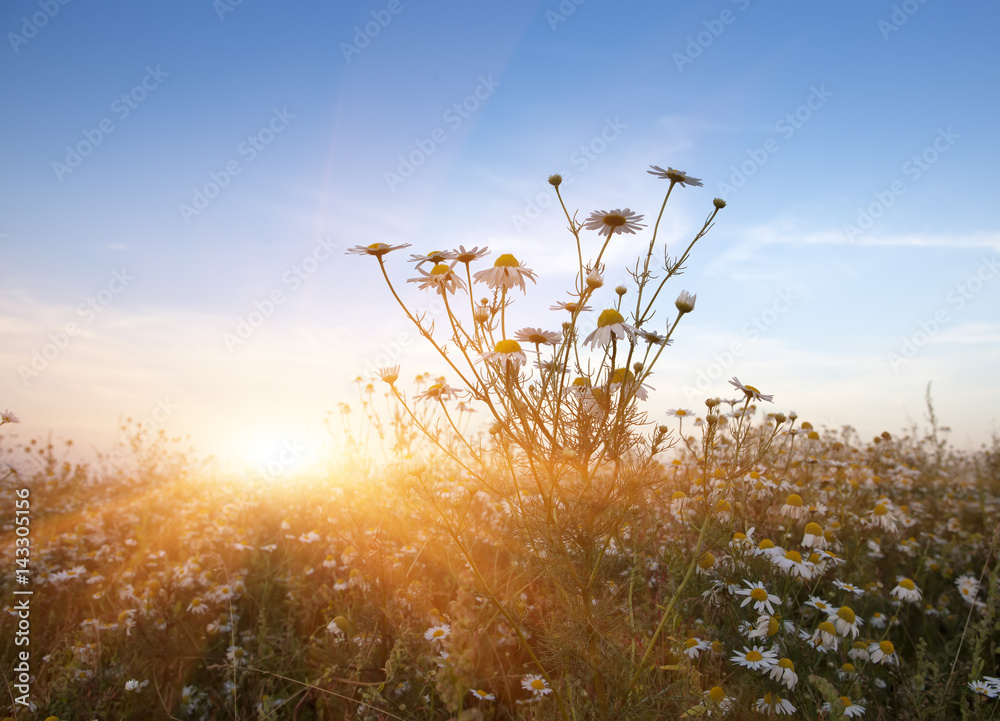 Obraz premium camomiles in the field on a sunset..