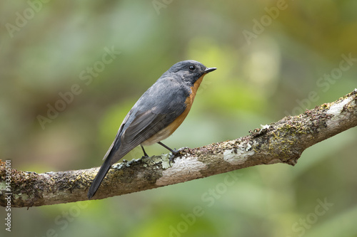 Slaty-backed Flycatcher in Thailand and Southeast Asia. © apisitwilaijit29