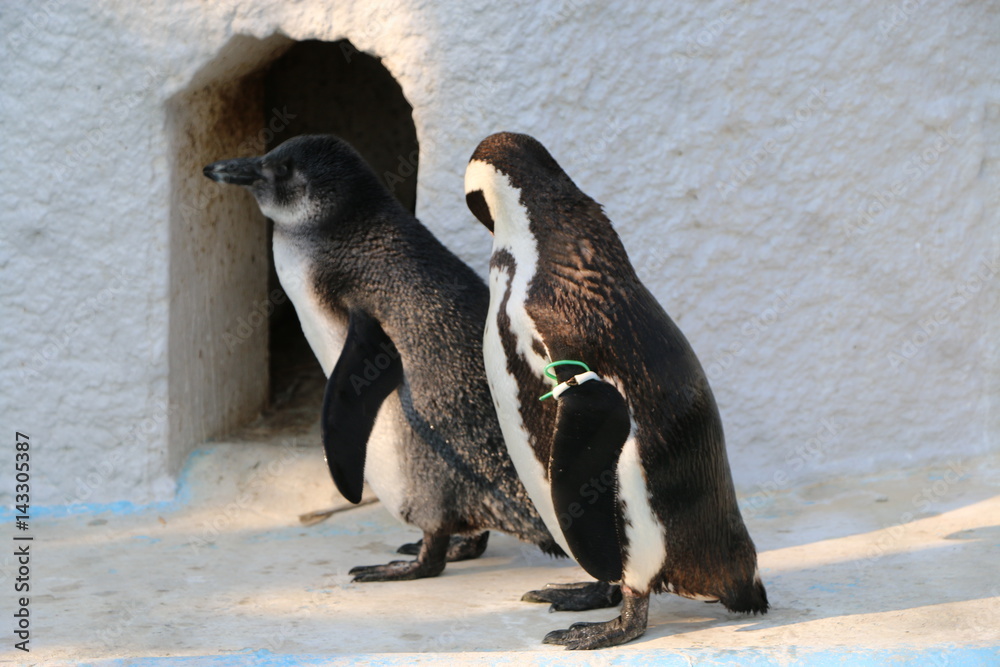 Fototapeta premium ケープペンギン