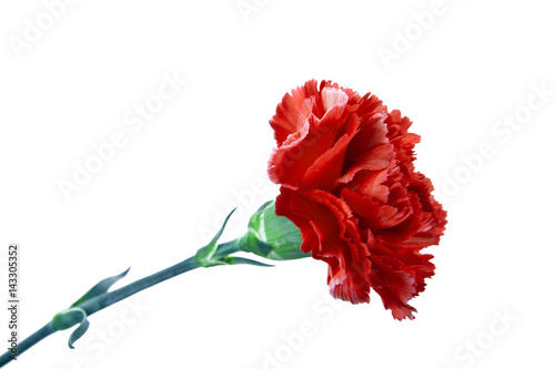 Red carnation on a white background photo
