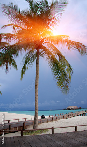 Palm tree over sea in the light of the sunset . Maldives