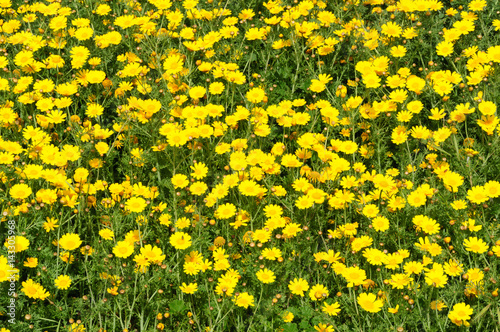 corn marigold (Glebionis segetum).