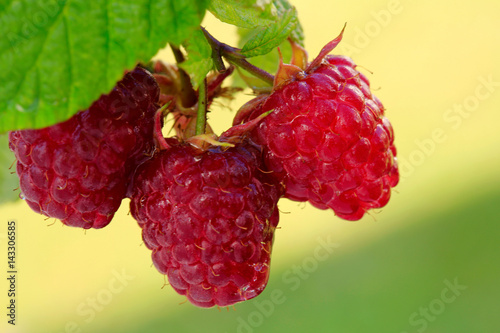 Close-up of the ripe raspberry in the fruit garden.