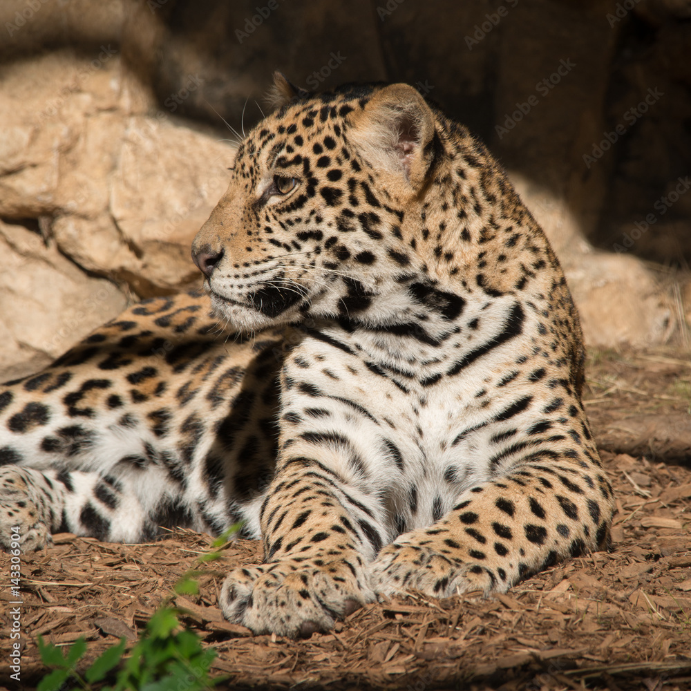 Jaguar Jaguar
