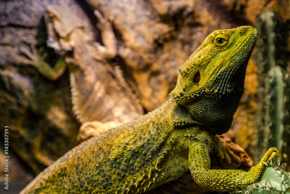 Exhibition of terrarium animals in Uzhhorod Exhibition of terrarium animals in Uzhhorod