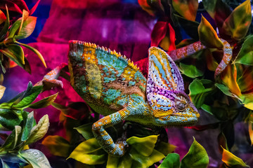 Handdoek met foto Kameleon Terrariumdieren tentoonstelling exotische reptielen  © yanosh_nemesh