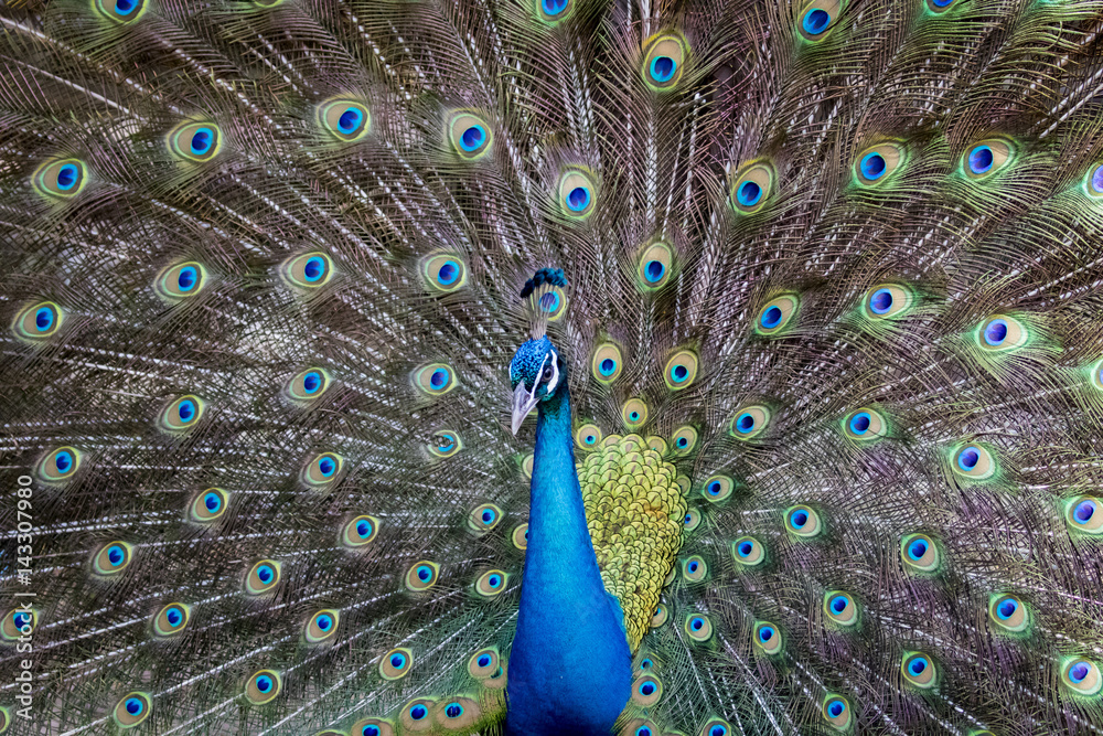 Obraz premium Image of a peacock showing its beautiful feathers. wild animals.