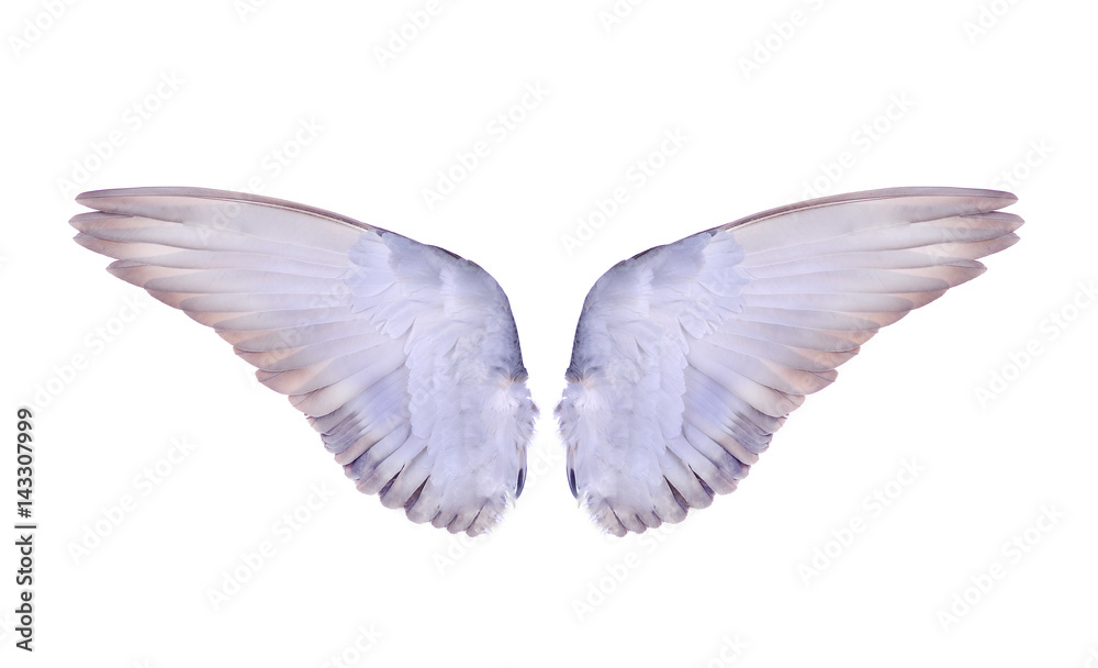 Obraz premium skrzydło ptaków na białym tle