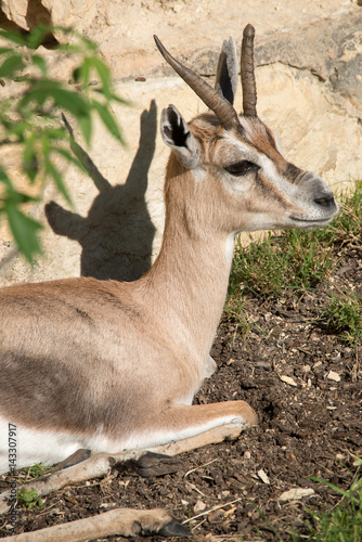 Speke's Gazelle