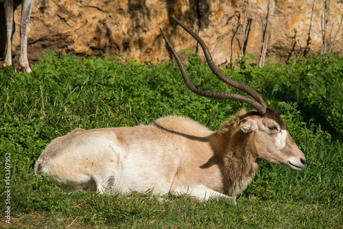 Φωτογραφία Addax