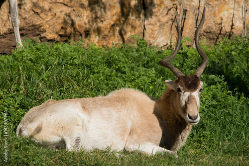 Photography Addax