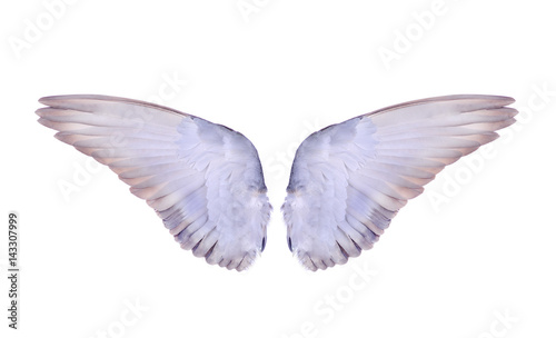 wing of birds on white background