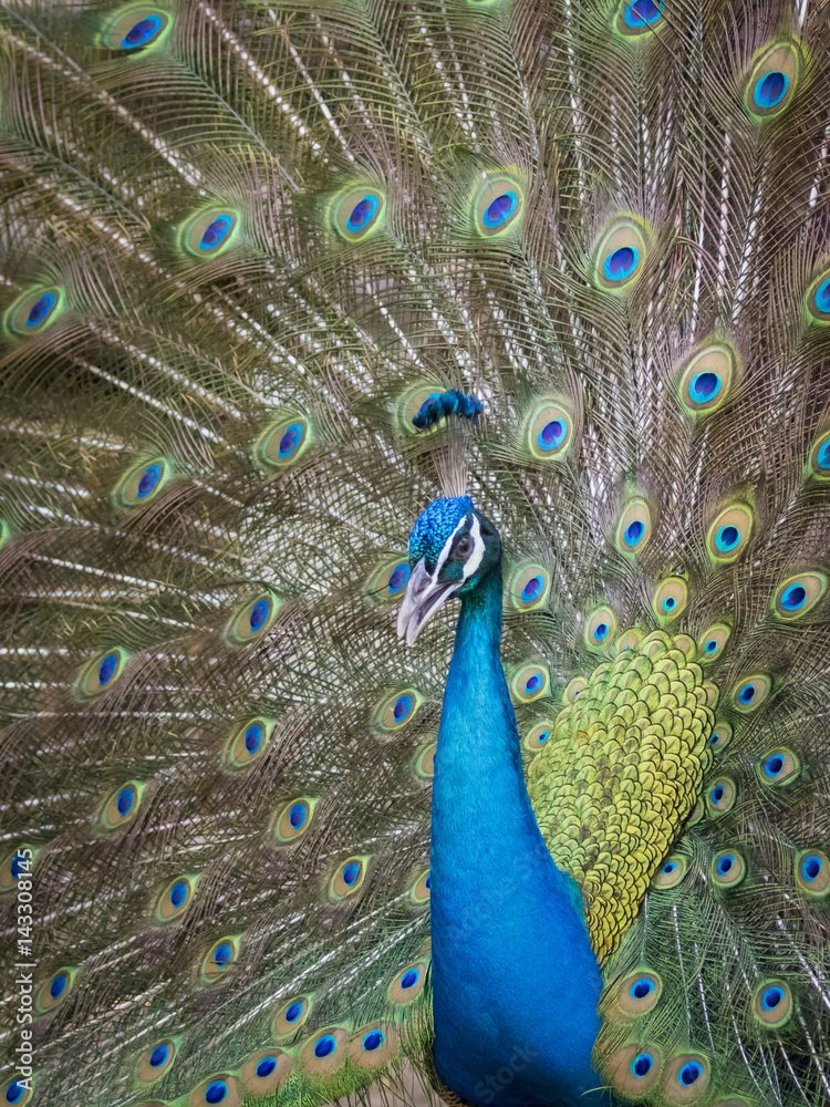 Obraz premium Image of a peacock showing its beautiful feathers. wild animals.