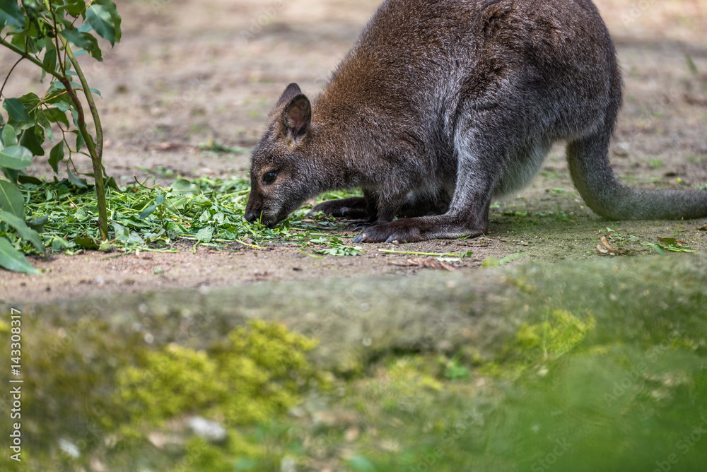 Tree kangaroo eating green leaves in a zoo Tree kangaroo eating green leaves in a zoo
