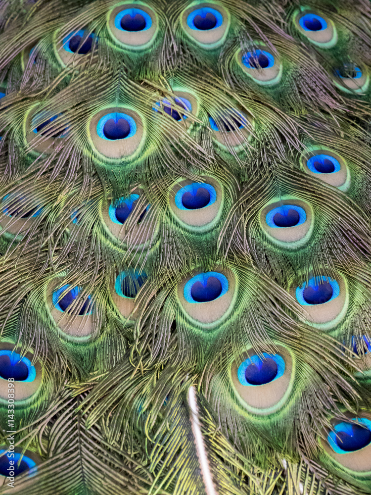 Obraz premium Image of a peacock feathers. wild animals.