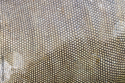 Image of a Iguana skin. Animals background