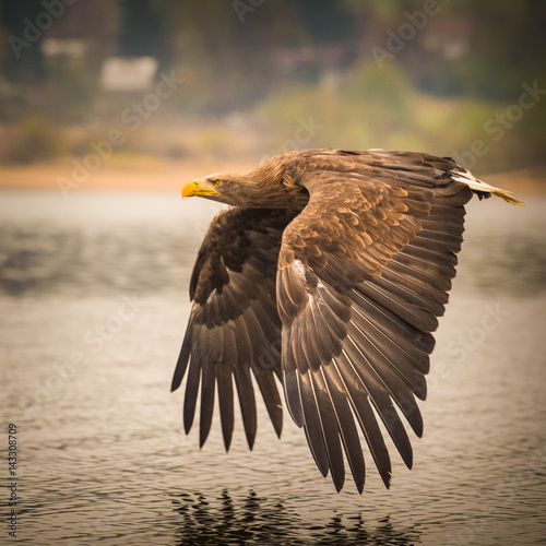sea eagle © jurra8