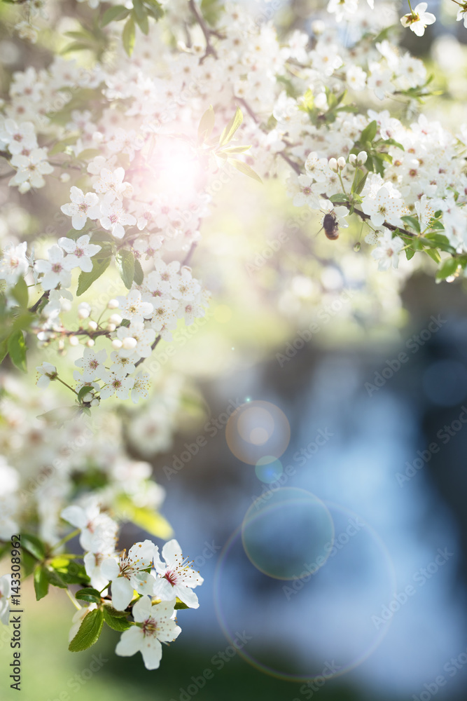 Obraz premium Bee on cherry blossoms