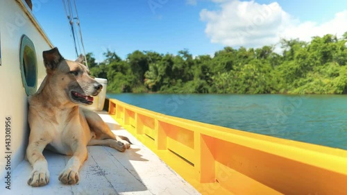 Dog Enjoying a Boat Ride