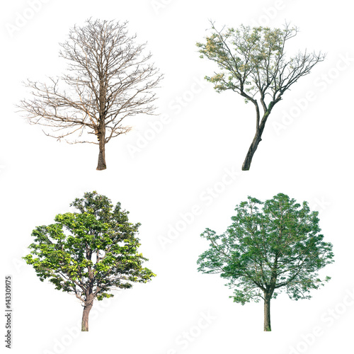 Group of trees on white background.