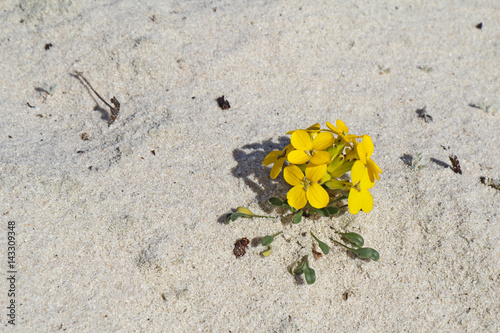 Menzie's wallflower in sand at Asilomar Dunes Natural Preserve photo