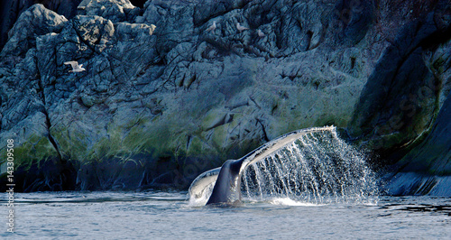 Fotografiet Humpback Whale and Gull, Quirpon Island, Newfoundland, Canada