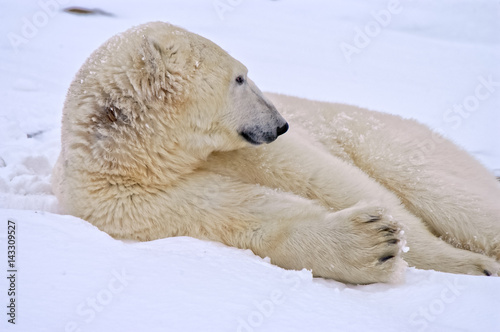 Polar Bear lyning down in snow, Churchill, Manitoba, Canada