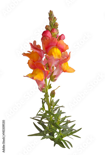 Εκτύπωση καμβά Stem with yellow, orange and pink snapdragon flowers isolated on white