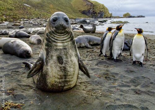 Baby Elephant Seal, South Georgia Island