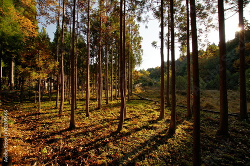 forest