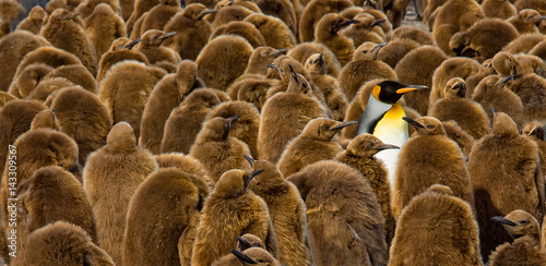 Alone in a Crowd, King Penguin chicks and adult, South Georgia © Dennis