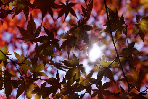 colored leaves