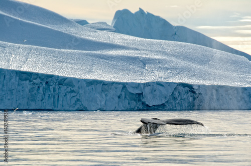 Humpback Whale & Iceberg, Disko Bay, Greenland