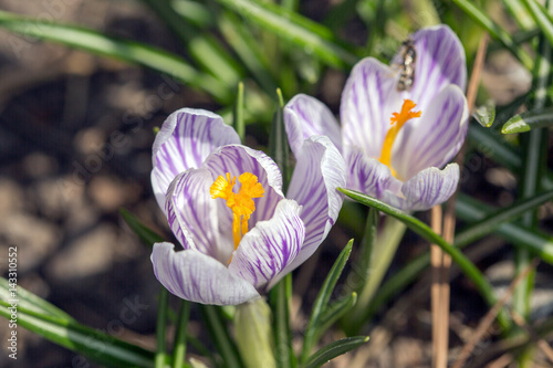 Purple crocus photo