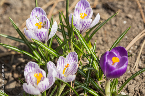 Purple crocus photo