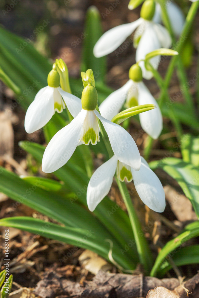 Fototapeta premium Snowdrop in the forest