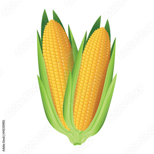 Corn. Two whole corn cobs. Vector illustration.