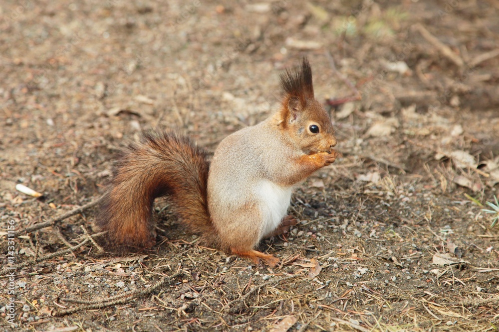 squirrel, animal, tree, nature, forest, park, fall, autumn, spring, summer, rodent, cute, nut, nuts, eating animal, eating squirrel