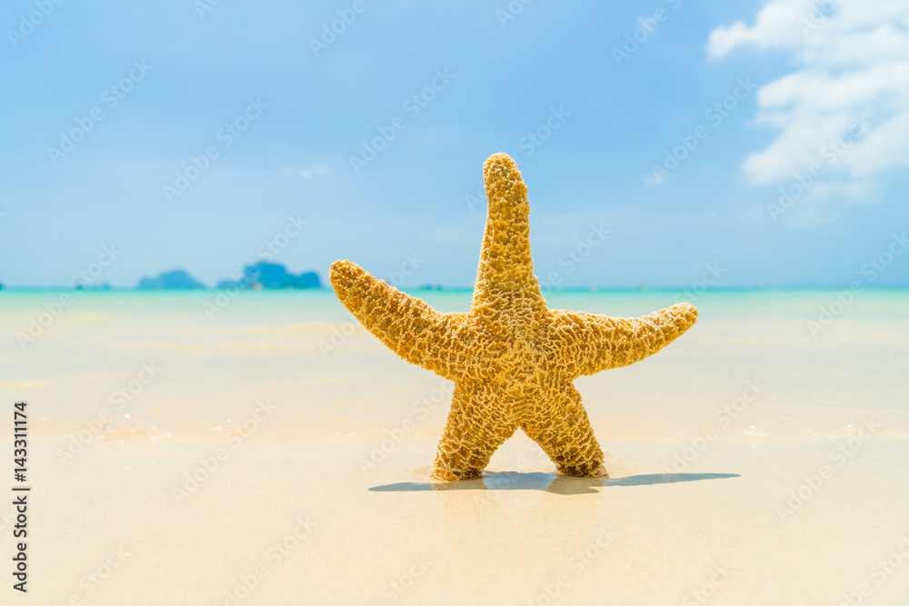 Starfish on the beach on a sunny day Starfish on the beach on a sunny day
