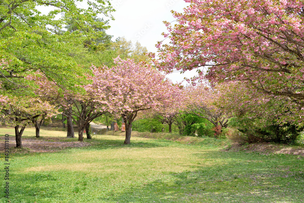 Fototapeta premium Cherry blossom - Prunus,Cerasus.
