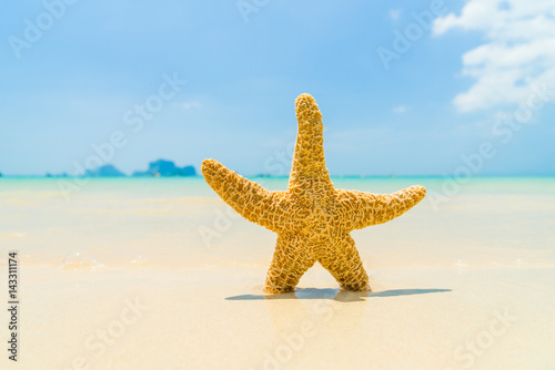 Starfish on the beach on a sunny day