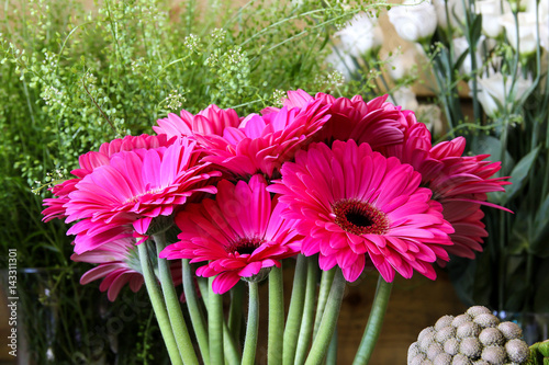 pink flowers photo