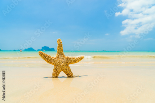 Starfish on the beach on a sunny day