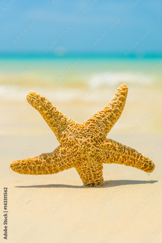 Starfish on the beach on a sunny day Starfish on the beach on a sunny day