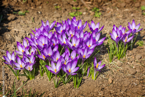 Purple crocus photo