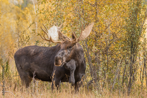 Bull Moose in Fall