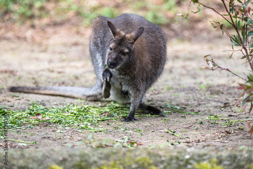 Tree kangaroo eating green leaves in a zoo