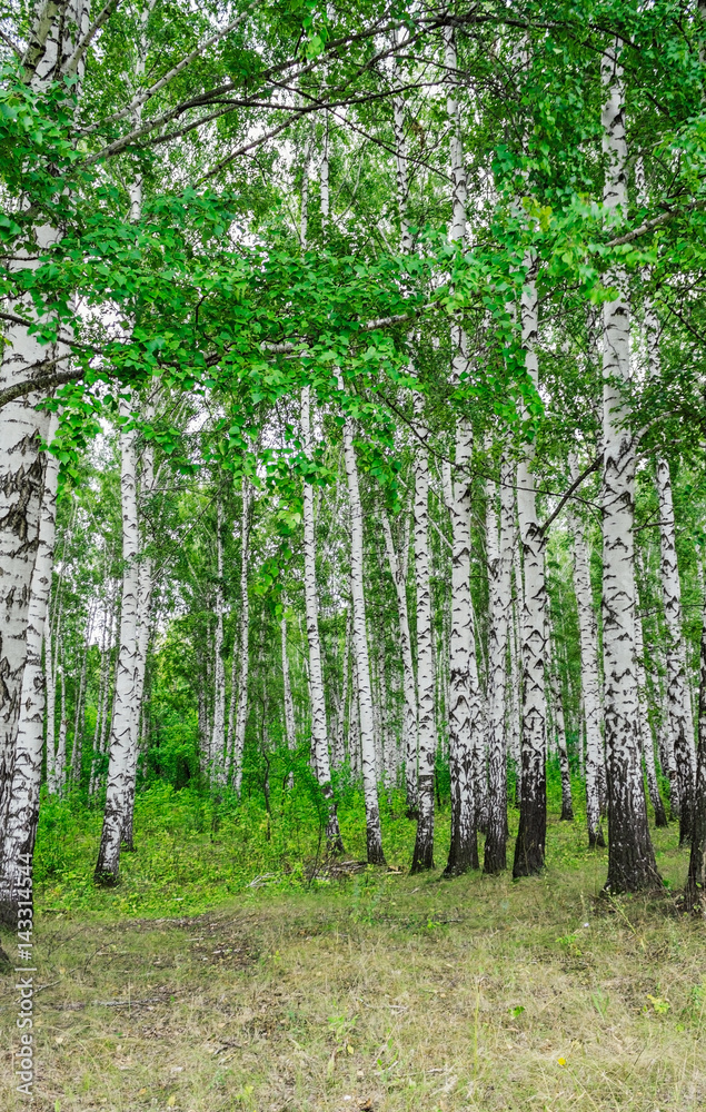 Fototapeta premium green birch grove