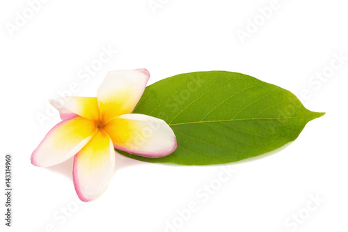flower frangipani. plumeria. isolated on white background