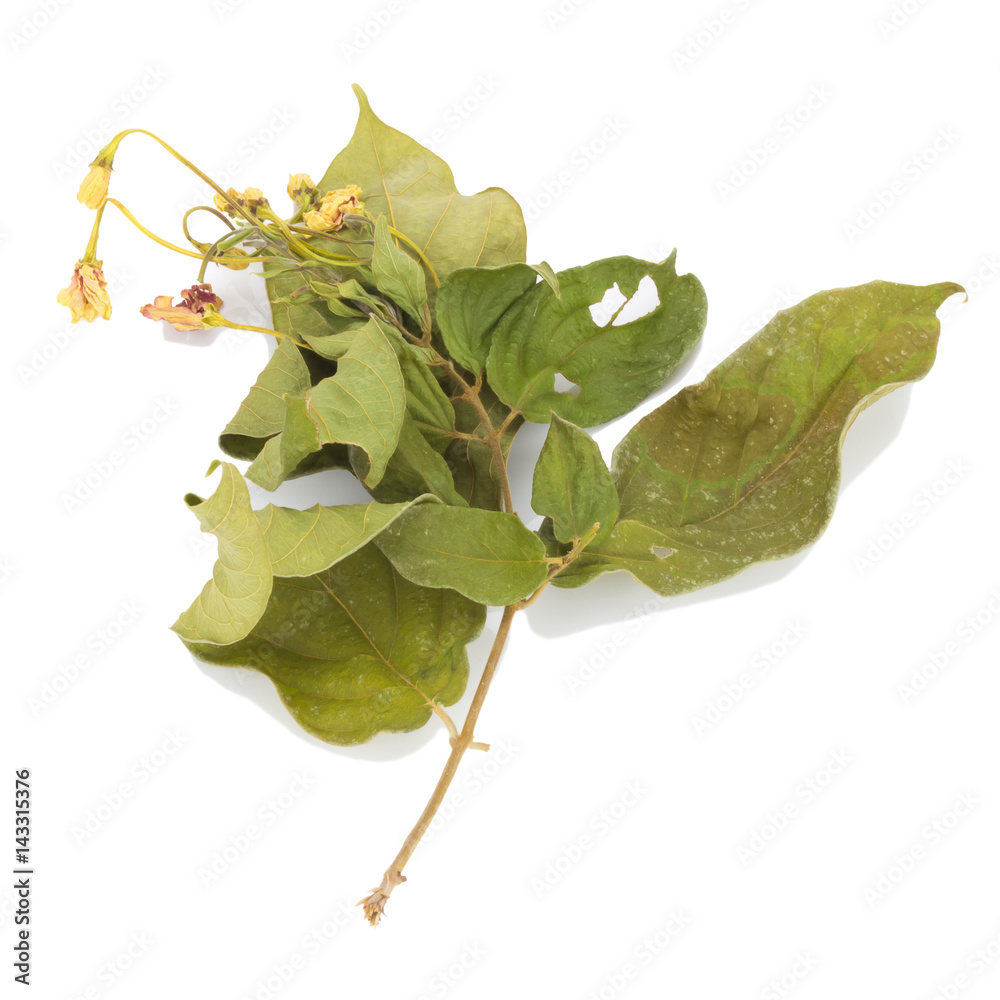 flower dried. leaves. isolated on white background flower dried. leaves. isolated on white background